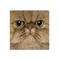 Cute Persian Catface In Closeup Satin Bandana Scarf by BangZart