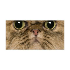 Cute Persian Catface In Closeup Yoga Headband by BangZart