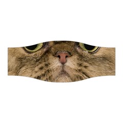 Cute Persian Catface In Closeup Stretchable Headband by BangZart