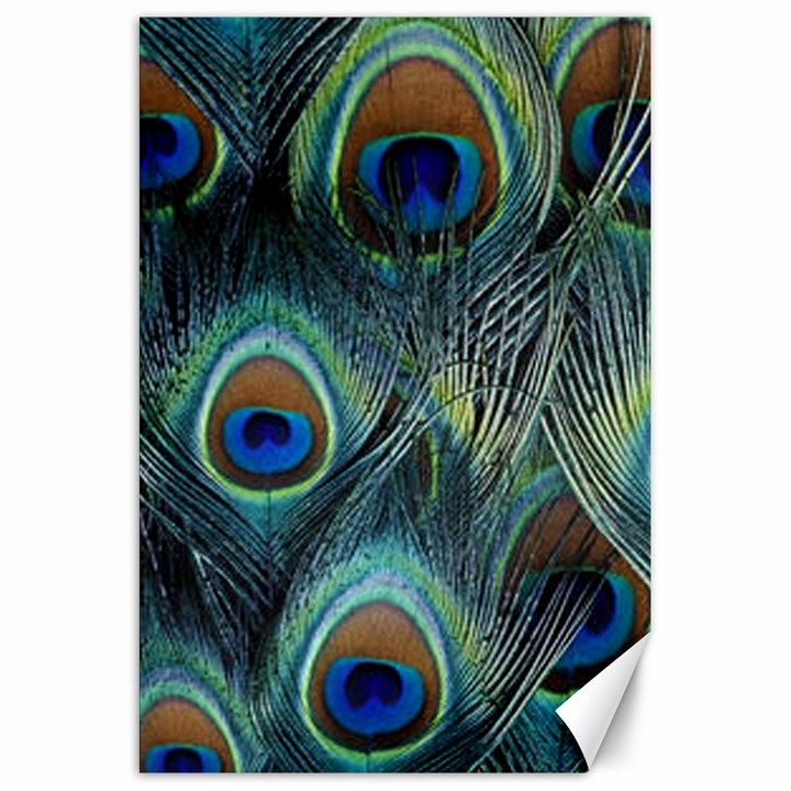 Feathers Art Peacock Sheets Patterns Canvas 20  x 30  