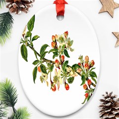 Apple Branch Deciduous Fruit Ornament (oval) by Nexatart