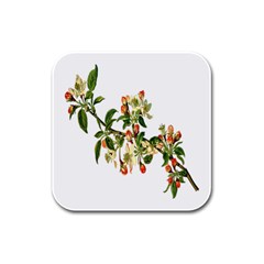 Apple Branch Deciduous Fruit Rubber Square Coaster (4 Pack)  by Nexatart