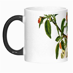 Apple Branch Deciduous Fruit Morph Mugs by Nexatart