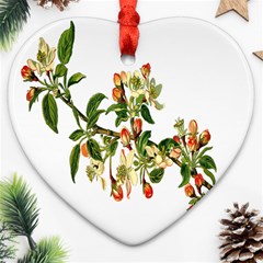 Apple Branch Deciduous Fruit Heart Ornament (two Sides) by Nexatart