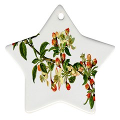 Apple Branch Deciduous Fruit Star Ornament (two Sides) by Nexatart