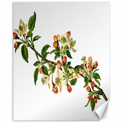 Apple Branch Deciduous Fruit Canvas 16  X 20   by Nexatart