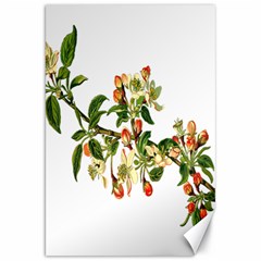 Apple Branch Deciduous Fruit Canvas 20  X 30   by Nexatart