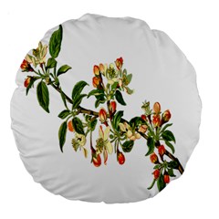 Apple Branch Deciduous Fruit Large 18  Premium Round Cushions by Nexatart