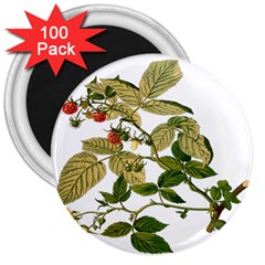 Berries Berry Food Fruit Herbal 3  Magnets (100 Pack) by Nexatart