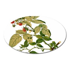 Berries Berry Food Fruit Herbal Oval Magnet by Nexatart