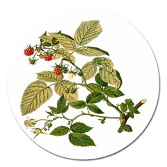 Berries Berry Food Fruit Herbal Magnet 5  (round) by Nexatart