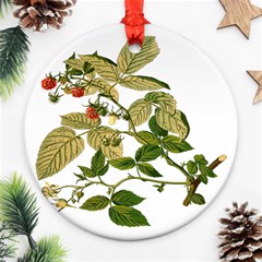 Berries Berry Food Fruit Herbal Round Ornament (two Sides) by Nexatart