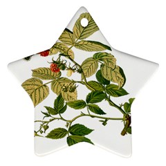 Berries Berry Food Fruit Herbal Star Ornament (two Sides) by Nexatart