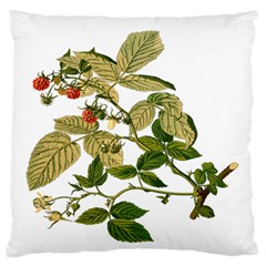 Berries Berry Food Fruit Herbal Standard Flano Cushion Case (one Side) by Nexatart