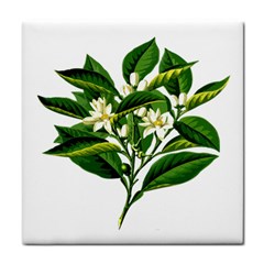 Bitter Branch Citrus Edible Floral Tile Coasters by Nexatart