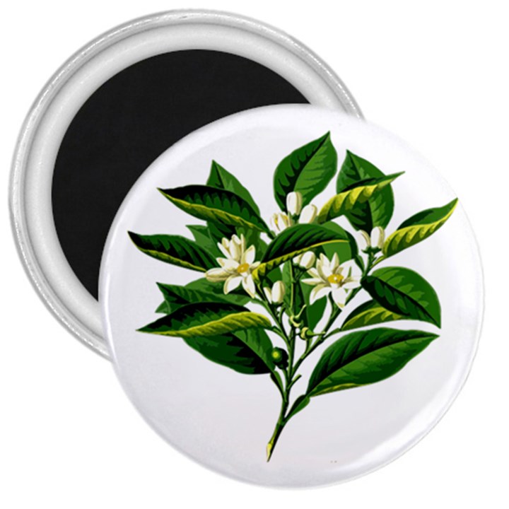 Bitter Branch Citrus Edible Floral 3  Magnets