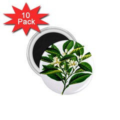 Bitter Branch Citrus Edible Floral 1 75  Magnets (10 Pack)  by Nexatart