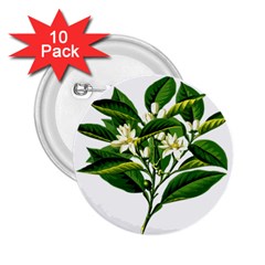 Bitter Branch Citrus Edible Floral 2 25  Buttons (10 Pack)  by Nexatart