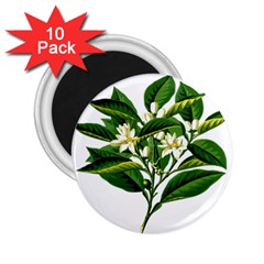 Bitter Branch Citrus Edible Floral 2 25  Magnets (10 Pack)  by Nexatart