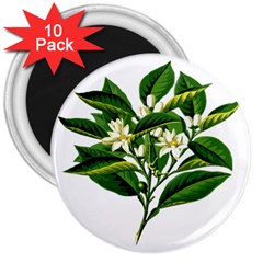 Bitter Branch Citrus Edible Floral 3  Magnets (10 Pack)  by Nexatart