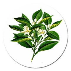 Bitter Branch Citrus Edible Floral Magnet 5  (round) by Nexatart