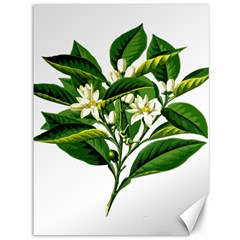 Bitter Branch Citrus Edible Floral Canvas 36  X 48   by Nexatart