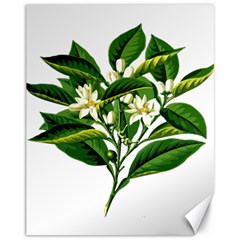 Bitter Branch Citrus Edible Floral Canvas 11  X 14   by Nexatart