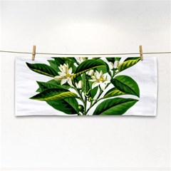 Bitter Branch Citrus Edible Floral Cosmetic Storage Cases by Nexatart