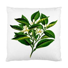 Bitter Branch Citrus Edible Floral Standard Cushion Case (two Sides) by Nexatart