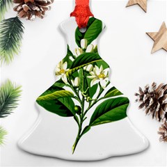 Bitter Branch Citrus Edible Floral Ornament (christmas Tree)  by Nexatart