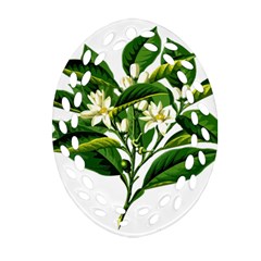 Bitter Branch Citrus Edible Floral Ornament (oval Filigree) by Nexatart