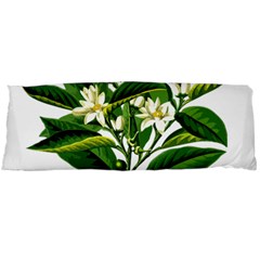 Bitter Branch Citrus Edible Floral Body Pillow Case (dakimakura) by Nexatart