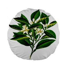 Bitter Branch Citrus Edible Floral Standard 15  Premium Round Cushions by Nexatart