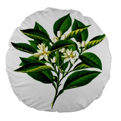 Bitter Branch Citrus Edible Floral Large 18  Premium Round Cushions by Nexatart