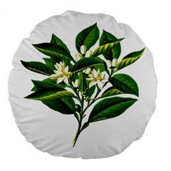 Bitter Branch Citrus Edible Floral Large 18  Premium Flano Round Cushions by Nexatart