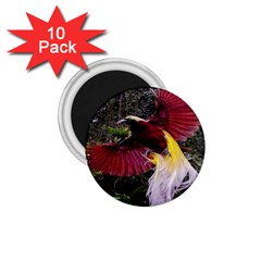 Cendrawasih Beautiful Bird Of Paradise 1 75  Magnets (10 Pack)  by BangZart