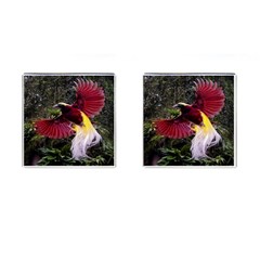 Cendrawasih Beautiful Bird Of Paradise Cufflinks (square) by BangZart