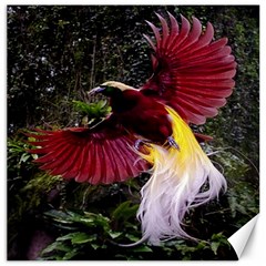 Cendrawasih Beautiful Bird Of Paradise Canvas 12  X 12   by BangZart