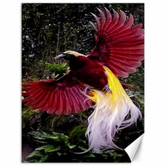 Cendrawasih Beautiful Bird Of Paradise Canvas 12  X 16   by BangZart