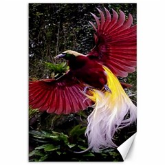 Cendrawasih Beautiful Bird Of Paradise Canvas 12  X 18   by BangZart