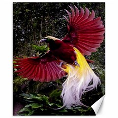 Cendrawasih Beautiful Bird Of Paradise Canvas 11  X 14   by BangZart