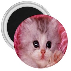 Cat  Animal  Kitten  Pet 3  Magnets by BangZart