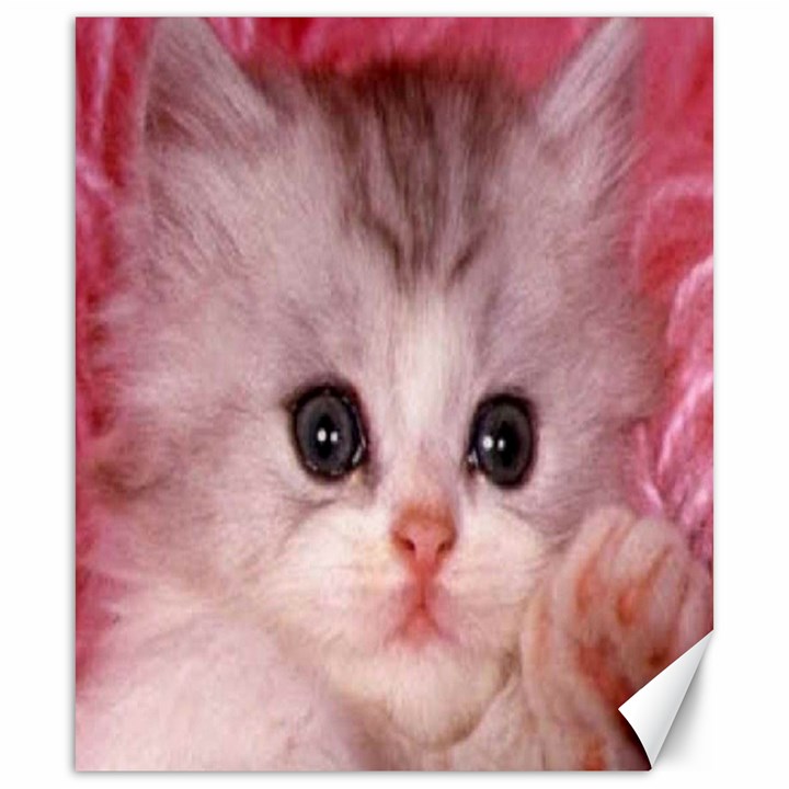 Cat  Animal  Kitten  Pet Canvas 20  x 24  