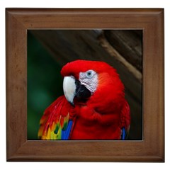 Scarlet Macaw Bird Framed Tiles by BangZart