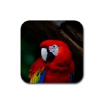 Scarlet Macaw Bird Rubber Square Coaster (4 pack)  Front