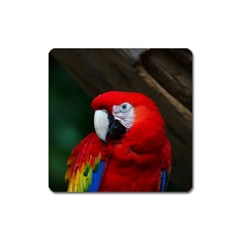 Scarlet Macaw Bird Square Magnet by BangZart