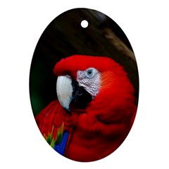 Scarlet Macaw Bird Oval Ornament (two Sides) by BangZart