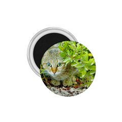 Hidden Domestic Cat With Alert Expression 1 75  Magnets by dflcprints