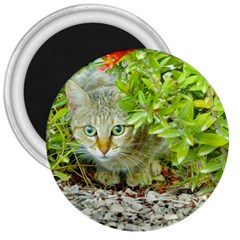 Hidden Domestic Cat With Alert Expression 3  Magnets by dflcprints