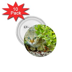 Hidden Domestic Cat With Alert Expression 1 75  Buttons (10 Pack) by dflcprints